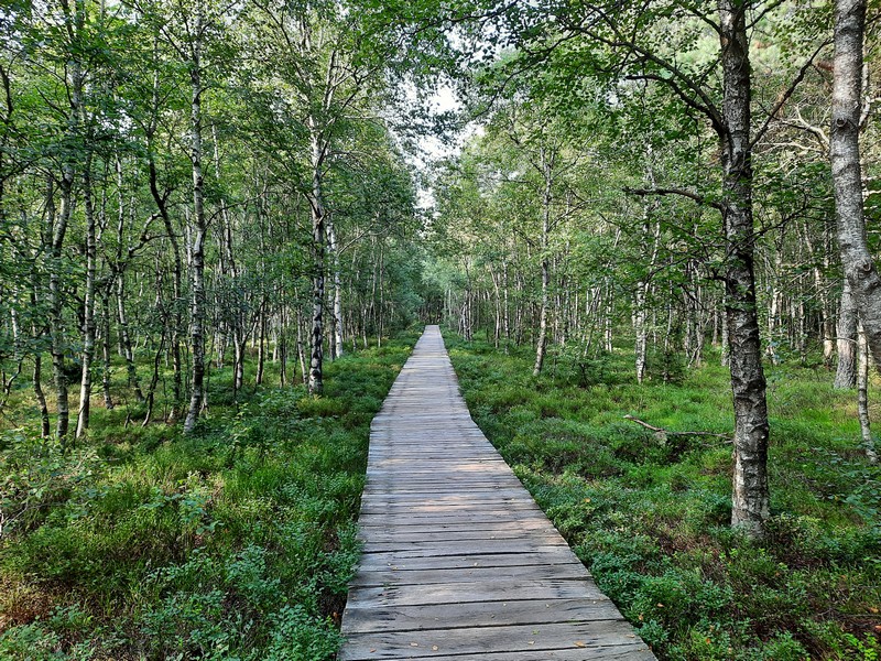 ein angelegter Weg im Moor im Wald