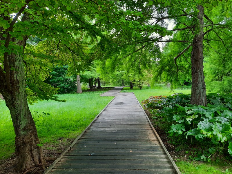 ein angelegter Weg zwischen Wiese und Bäumen
