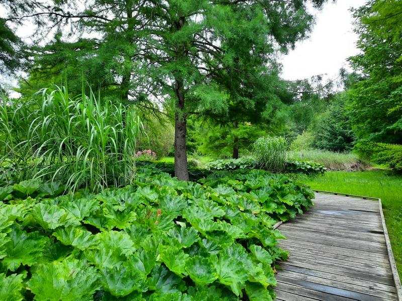 ein angelegter Weg zwischen Pflanzen und Bäumen
